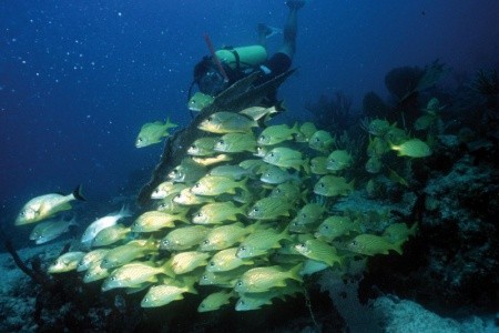 Barceló Maya Beach - 51