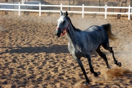 Concorde El Salam - 32