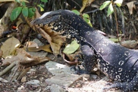 Lavendish Beach Resort