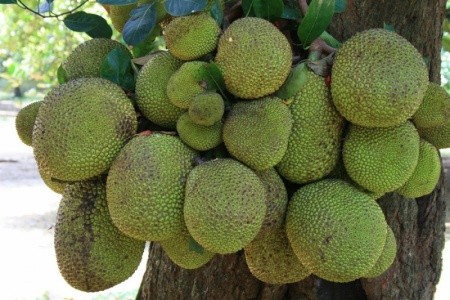 Citrus Waskaduwa - 7