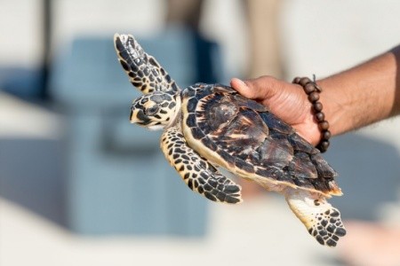 Spojené arabské emiráty Abu Dhabi Shangri-La Hotel Qaryat Al Beri 8 dňový pobyt Polpenzia Letecky Letisko: Praha May 2026 ( 7/05/26-14/05/26)
