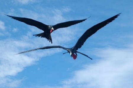 Catalonia Royal La Romana - 11