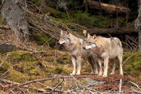 Plzeňským krajem s výletem do Norimberka - 3