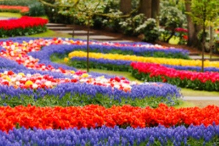 Navštivte Keukenhof, celosvětově proslulý květinový park