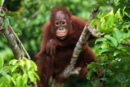Na Borneo nejen za orangutany