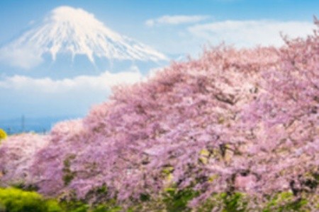 Hanami: když v Japonsku kvetou sakury