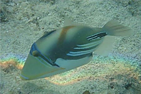 Fihalhohi Island Resort - 7