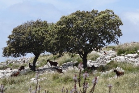 Mallorca s turistikou - nedotčená příroda a tradiční architektura - 2