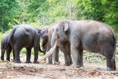 Národné parky Thajska s pobytom pri mori - 8