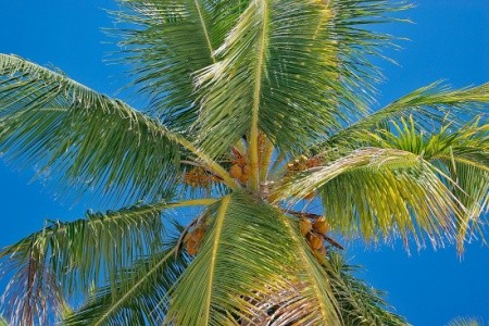 Seranta Brisas De Bavaro