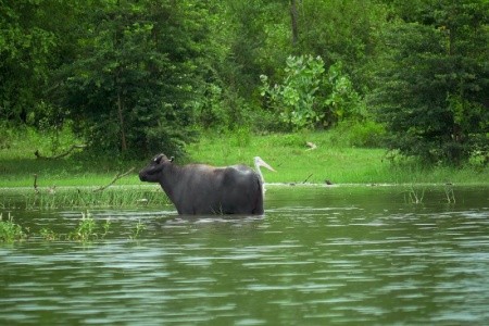 Srí Lanka  Cinnamon Wild Yala 12 dňový pobyt Polpenzia Letecky Letisko: Praha May 2026 (25/05/26- 5/06/26)