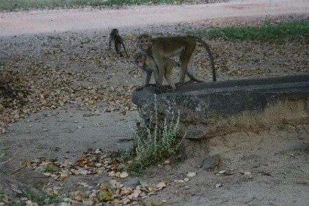 Srí Lanka  Suisse (Kandy) 12 dňový pobyt Raňajky Letecky Letisko: Mníchov March 2026 (15/03/26-26/03/26)