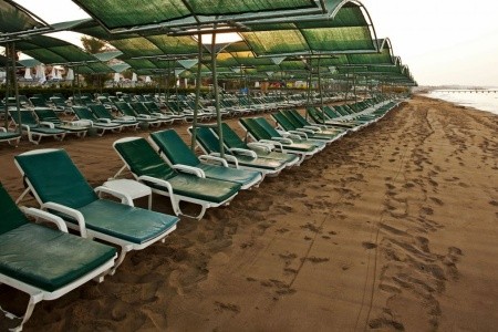 Papillon Belvil - 55