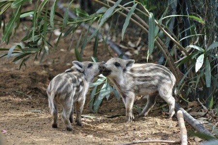 Arbatax Resort - I Cottage - 10