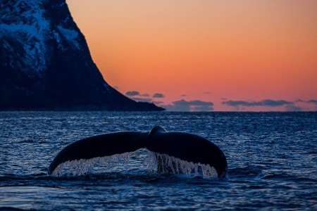 TROMSO, POLÁRNÍ ZÁŘE A OSTROV SENJA