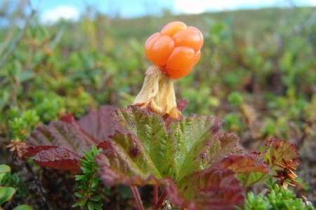 LAPONSKO NA KONCI LÉTA - 6