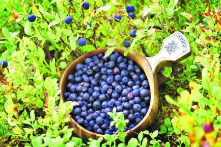 FINSKO - ZEMĚ TISÍCŮ JEZER A LAPONSKO NA KONCI LÉTA - 4