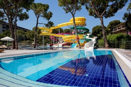 Papillon Ayscha - 49