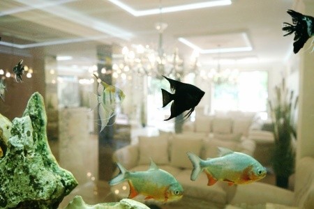 Harmony Suites 8, 9 - Dream Island - 31