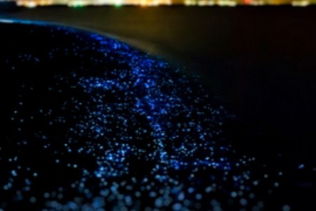 Hvězdné moře na Maledivách: Objevte kouzlo zářivého planktonu