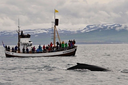 SEDM DIVŮ ISLANDU - 9