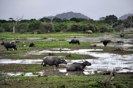 Chena Huts (Yala) - 3
