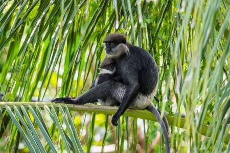 Chena Huts (Yala) - 11