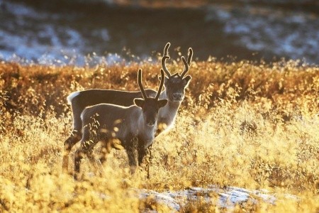 ROMANTICKÉ PUTOVÁNÍ FINSKOU DIVOČINOU - komfortně - 5