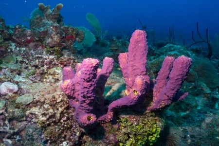 Whala! Boca Chica - 8