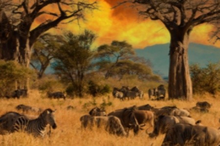 Noemova archa ve stínu baobabů: Objevte království divočiny v Tanzanii