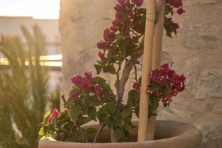Allium Bodrum Resort & Spa - 50