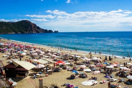 Kleopatra Royal Palm - 19