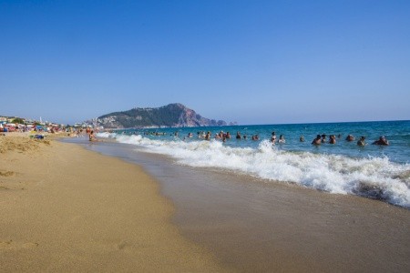 Kleopatra Royal Palm - 20