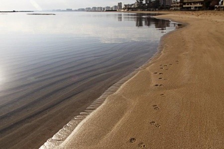 Arkin Palm Beach - 36