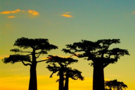 Kde dávají lemuři dobrou noc aneb 9 důvodů, proč vyrazit na Madagaskar