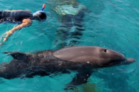 Eilat és a Delfin-szirt – merülés a delfinekkel
