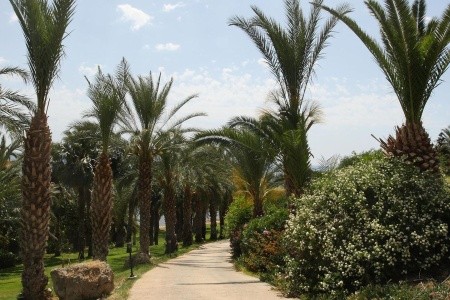 Ascos Coral Beach - 26