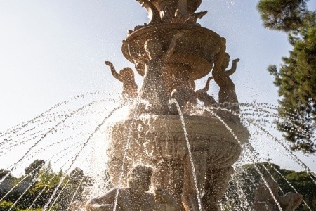 Papillon Ayscha - 134