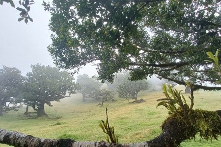 Madeira - květinová a turistická - 26