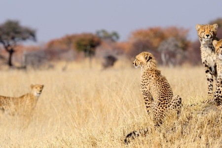 Shongololo Express - The Southern Cross - 2