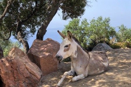 Arbatax  Resort - Il Monte Turri - 22
