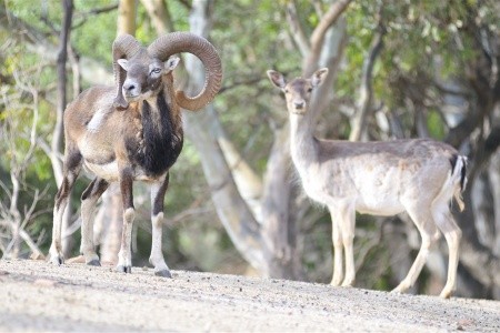 Arbatax  Resort - Il Monte Turri - 24