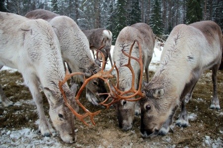 FINSKO S POLÁRNÍ ZÁŘÍ NAD HLAVOU - 9