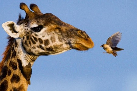TANZÁNIA - SZAFARI KÖRUTAZÁS ÜDÜLÉSSEL ZANZIBÁRON