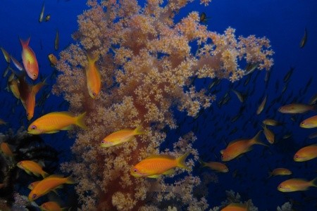 Mosaique El Gouna - 29