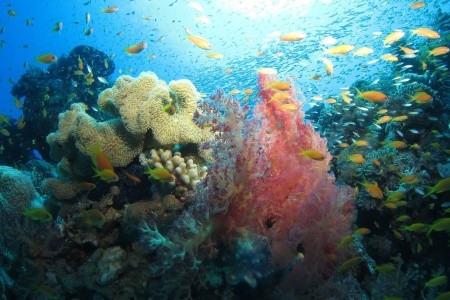 Fanadir El Gouna - 70