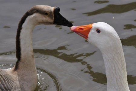 Arbatax Resort - I Cottage - 27