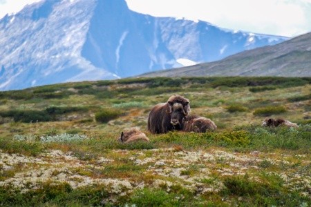 NORSKO JE V ČERVNU NEJKRÁSNĚJŠÍ - 13