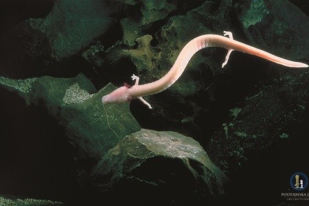 Jama (Postojna) - 35