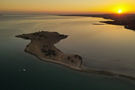 Maxeria Blue Didyma - 101